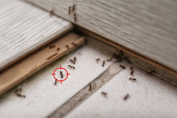 Best Mosquito Control Services  in Terre Haute, IN