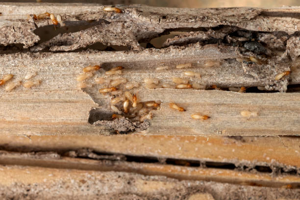 Best Wildlife Control Services  in Terre Haute, IN