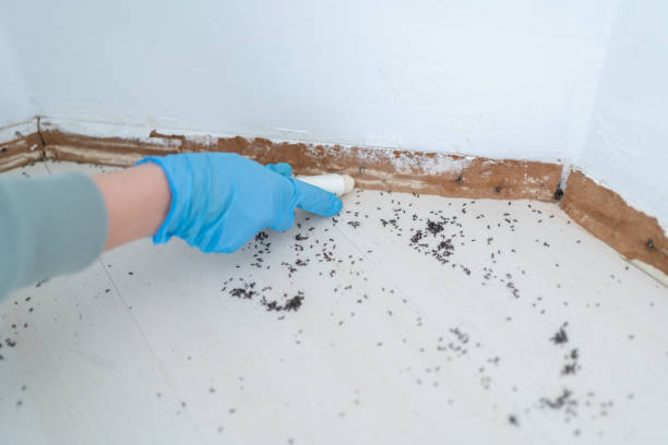 Best Affordable Pest Control Services  in Terre Haute, IN